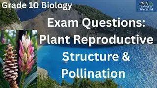 Exam Questions on the Reproductive Structure and Pollination of non-flowering and flowering Plants