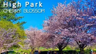High Park. Cherry Blossom