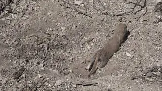 Round-tailed ground squirrel action
