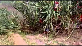 Fodder Reaper ( Bharat Industrial Corp. Akalasar Road, Moga ( Punjab) 09814069075, 09878029075