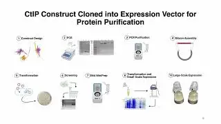 In Vitro Analysis in Response to Protein&ndash;Protein Interactions - Amankrishan Singh Jaswal