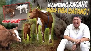 TERKEJOET..!! TIBA-TIBA DIKIRIM KAMBING KACANG....!!!