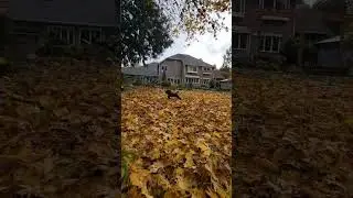 Standard Poodles playing and running in fall leaves