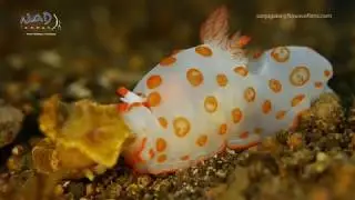 Gymnodoris feeding on Ceratosoma nudibranch!