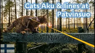 Visiting Patvinsuo National Park with cats Aku & Iines