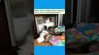 А кто тут такая красивая? #котики #мем #юмор