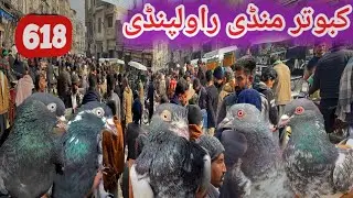 618) Kabootar Mandi Rawalpindi |17/1/2026 | Today Latest Update High Flyer Pigeon Market Price 
