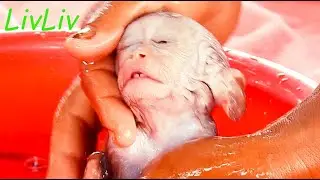 A little monkey LivLiv Doesn't want to take a bath, but her mom wants LivLiv very well Not dirty