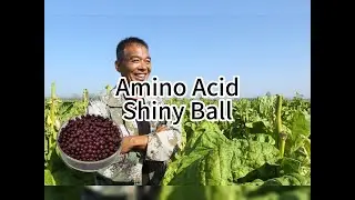 Revolutionizing Tobacco Leaves Growth: Amino Acid Shiny Ball Organic Fertilizer Explained - HUMICO