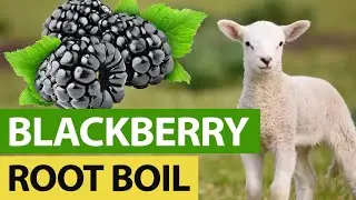 Veterinarian's Hate This Video - Sheep Parasite Treatment