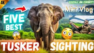 Top 5 Best Tusker Elephant Sightings: Unforgettable Moments From the Wild Safari🤩 #yuvrajjimcorbett 
