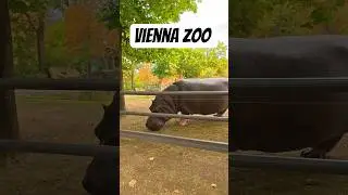 A Gentle Walk in Vienna Zoo | Peaceful 4K Walking Tour with Real Sounds  #travel
