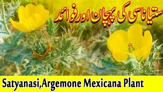 Benefits of Satyanasi(ستیاناسی) | Identify the Satyanasi Herb | Satyanashi, Argemone Mexicana Plant