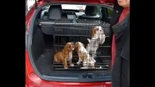 Cavalier Puppy Report - 9 Weeks & 4 Days Old