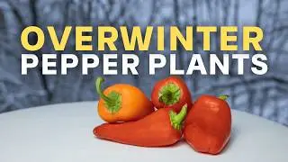 How and Why You Should Overwinter Your Pepper Plants