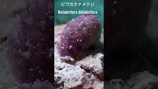 グアム島のウミウシ・ビワガタナメクジ  Guam sea slugs / Dolabrifera dolabrifera #shorts