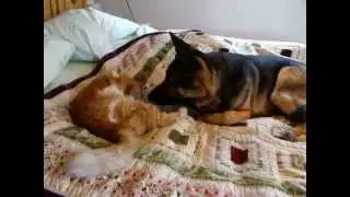 Missing cat reunites with German Shepherd