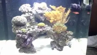 Biocube 29 HQI Nano Reef Tank 4.5 month - wrasse