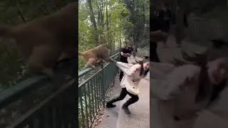 the monkey caught the girl jacket. Bandar ne Ladki ko pakad liya or fir kiya huya bhai./#shorts