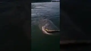 ОГРОМНЫЙ СОМ. Catfish #fishing  #animal #catfishing #рыбалка #рыба #сом #спининг #shorts