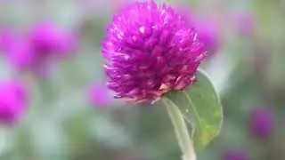 Lao flowers