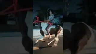 king sultan 👿Hyderabad horse power 💘#speed #uncontainable #highspeed💥 #horselover