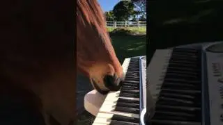 Horse playing piano Murphy at it again :)
