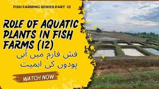 How Aquatic Plants & Animals Impact Fish Farming | Fish Farming Series-12
