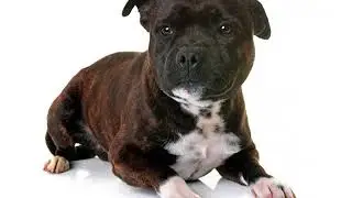 LO STAFFORDSHIRE BULLTERRIER ITALIANO