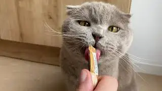 cat licking liquid snack SHEBA