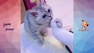 Wow Cat Reaction with Smelling Feet - Funny Cat Reaction to Smell Feet