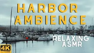 RELAXING HARBOR AMBIENCE | Relax and Enjoy the Sights and Sounds of the Harbor | Sea Lion Spotting!