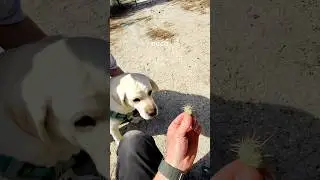 Prickly Pear got me again! #ouch #montana #dog