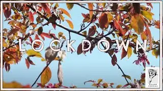 Lockdown Life - 4K