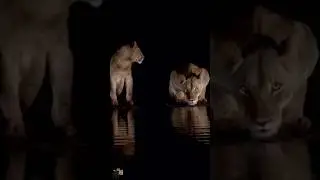 Lions at night&hellip; #lion #krugernationalpark #shorts