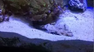 Signigobius biocellatus
