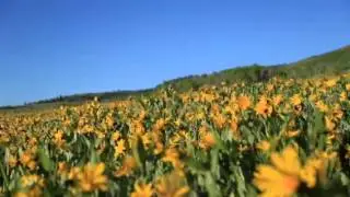 A field of Arrowleaf Balsamroot