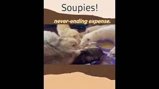 Ferrets eating soupies at Ferret Dreams Rescue and Adoption.