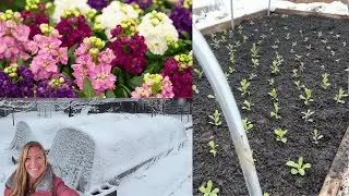 Planting Stock in the Snow! Getting a Head Start in My Low Tunnel!  //FlowerFanatic