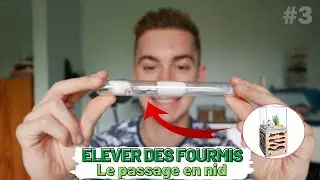 COMMENT d&eacute;buter l'&eacute;levage de FOURMIS - D&eacute;m&eacute;nagement dans une fourmili&egrave;re - Partie 3