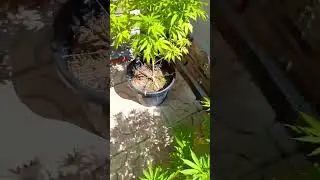 Super Larry OG 03-08-25 #organicfarming
