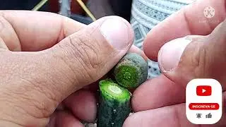 Como Enxertar cacto Peyote/Peiote Lophophora Williamsii grafting seedlings