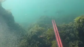 Spearfishing Redcliffe.  A Clean Miss!