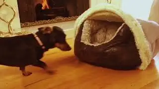 @bedhugpet  BEDHUG 1st. Commercial 🐶 An Adjustable Cover for Your Pet Bed.
