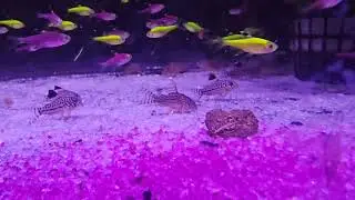 Corydora 👉 Similis & Emerald 