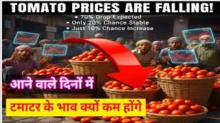 Tomato Price Drop Has a 70% Chance &mdash; Only 20% Chance of Stable Rates and 10% Chance of Increase