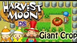 HMDS: Giant Tomato