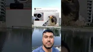 The air entering a peregrine falcon&rsquo;s nose doing its high-speed dives would cause its lungs to