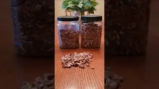 Wacking my nuts all afternoon. 🤭 Black Walnuts that is. #walnuts