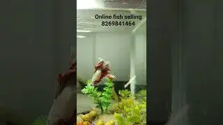 online fish selling 8269841464